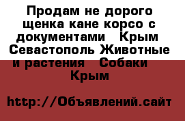 Продам не дорого щенка кане корсо с документами - Крым, Севастополь Животные и растения » Собаки   . Крым